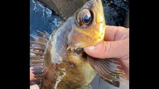 【穴釣り】巨大テトラの隙間から 穴釣り最高  fishing