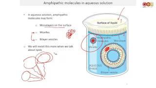 Lec 04 Ionic equilibria