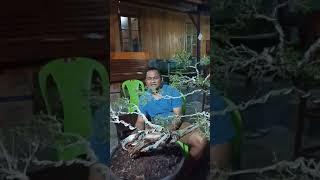 ngetrain  bonsai sapu sapu