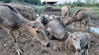 sika deer,Leipzig,Cospuden,4k animals,Sikawild