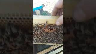 Пасека 16 апреля пошло развитие