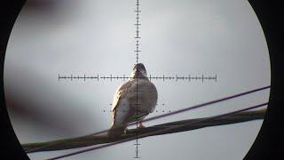 Air Rifle Pigeon Pest Control