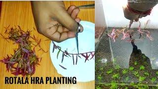 ROTALA HRA PLANTING | HOW TO PREPARE ROTALA HRA FOR PLANTING IN AN AQUARIUM #ROTALA_HRA