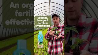 Seedling. An organic fertilizer effectiveness