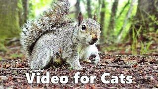 Cat TV - Squirrels and Woodland Birds Spectacular