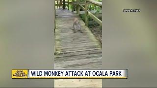Family attacked by wild monkeys at Florida's Silver Springs State Park