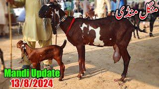 Sahiwal Bakra Mandi Today New Update - Milking Goats With Kids & Breeders 2024