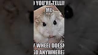 Random hamster memes part 1 #hamsters #hampter #memes #meme #memesdaily #hamstermeme #memesvideo