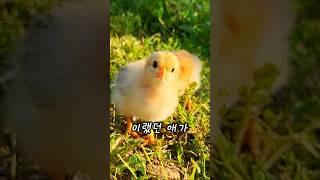 이랬던 애가 이렇게 됐어요~ #첼리팜스토리