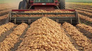 How Farmers Harvest Thousands Of Tons Of Apple, Potato, Corn,... | Farming Documentary