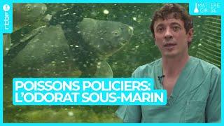 Poissons policiers : l'odorat sous-marin exploité par les chercheurs - Matière Grise