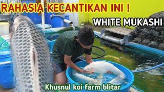 WHITE MUKASHI  | Angkat koi polosan jenis white mukashi | khusnul koi farm | penghobi koi indramayu