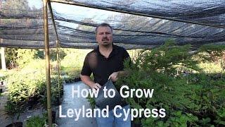 How to grow Leyland Cypress with  a detailed description