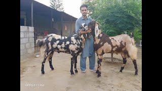 Bakra Qurbani 2k20