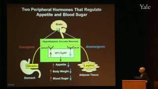 Surviving Starvation: The Ghrelin--Growth Hormone Axis (Pt I)