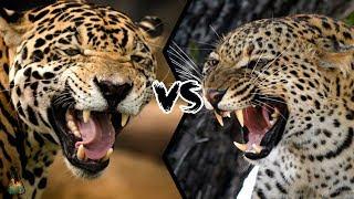 JAGUAR VS LEOPARD - Who will win this battle?