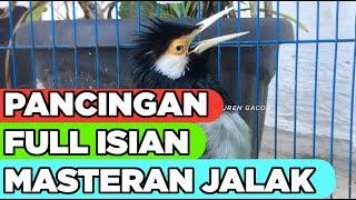 Jalak Suren Gacor  -  AMPUH untuk pancingan dan masteran burung jalak agar cepat FULL ISIAN