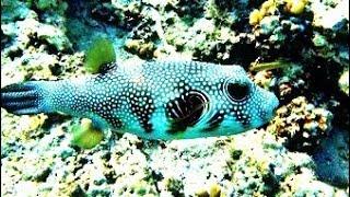 Giant Puffer- Arothron stellatus sea fish on the coral reef - Red Sea