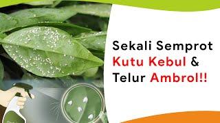 Sekali Semprot Kutu Kebul Langsung Ambrol Sampai Ketelur-telurnya!
