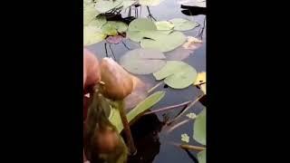 Freeing water lily from spirogyra 🪷