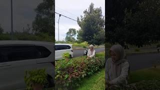 pangkas tanaman pagar sepatu variegata #youtube #mamacelin #tanamanmurah #garden #flowers #plants