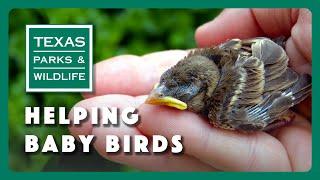 What To Do If You Find A Baby Bird