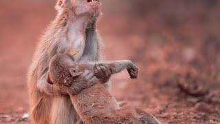 Menjerit kesakitan dan di  siksa Tanpa Ampun #binatang #hewan #monkey #monyet #monkeyvideo #animals