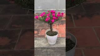 Hãy thử làm một chậu hoa như vậy, chúng rất đẹp! Moss rose! Portulaca grandiflora!