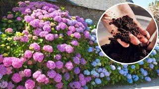 I sprinkle the soil around the hydrangea. The flowers bloom like crazy, they are bigger! 