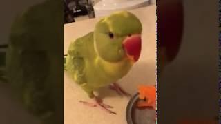 Cute parrot loves eating carrots “so adorable”