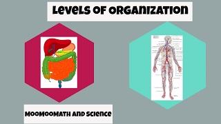 Levels of Organization in Biology