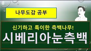 시베리아눈측백 vs 눈측백 vs 서양측백 vs 측백 : 무엇이 서로 다를까?