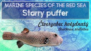 The Red Sea Atlas: Starry puffer | Atlas Rudého moře: Čtverzubec hvězdnatý