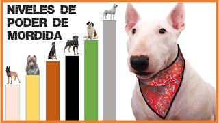 Razas de Perros con la Mandíbula mas Poderosa