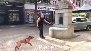 Hungarian Vizsla off leash in London! | London Dog Trainers