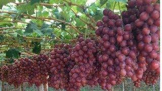 Grapes(Red Ruby) Farming In Punjab Pakistan||Diversified Agriculture For Maximum Earning Grapes Farm