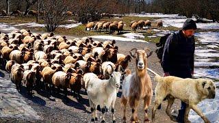 The World's Toughest Job – Herding Sheep in the Snow!