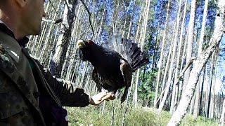 Wood grouse in the hand!