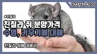 친칠라 쥐 분양가격 및 수명, 키우기에 대해