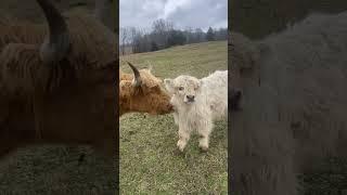 She's a good Mama! #summershadefarms #highlandcow #farmlife #fluffycows #grassfed #grasspuppy #cows