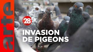 Intéressant : Pourquoi nos villes sont-elles pleines de pigeons ? - 28 minutes - ARTE