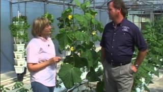 Greenhouse Pest Exclusion - Scouting and Insect Monitoring