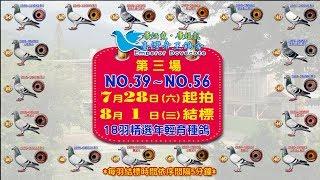 五洲網拍嚴選～帝王鴿舍 康炳堯．康超凱 父子 第三場NO.39～56精選18羽年輕育種鴿 原鴿影音真實呈現