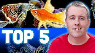 My TOP 5 LIVEBEARER AQUARIUM FISH