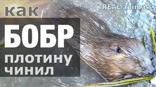 БОБРЫ: ремонт плотины и бобровая вендетта / фотоловушка / REAL animals