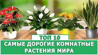 ТОП 10 САМЫЕ ДОРОГИЕ КОМНАТНЫЕ РАСТЕНИЯ МИРА