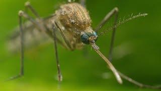 Mosquito Life Cycle - UHD 4K