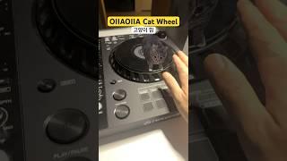 이것이 진정한 싸이트랜스... OIIAOIIA Spinning Cat Meme