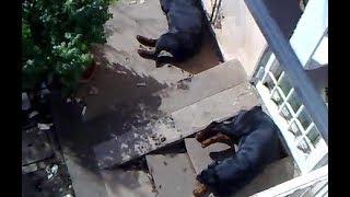 Salvataggio da due rottweiler