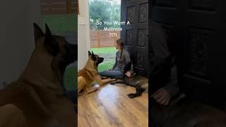 So You Want A Malinois ? It’s Raining #dog #rain #malinois